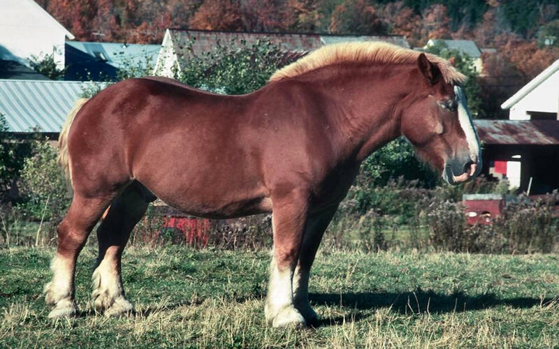 Brown Draft Horse