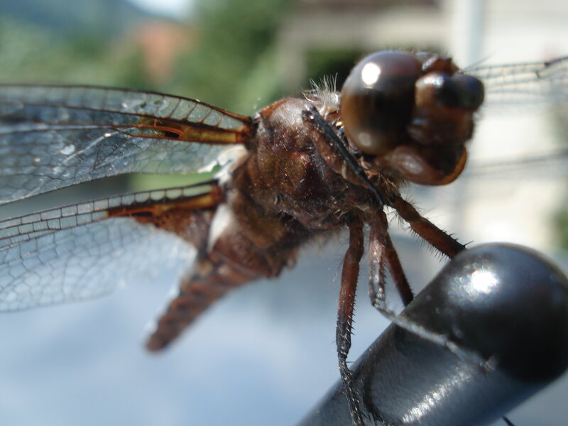 Brown Dragonfly on Black Surface