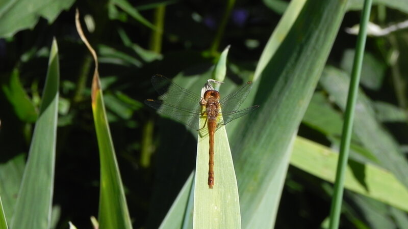 Brown Dragonfly on Leaf