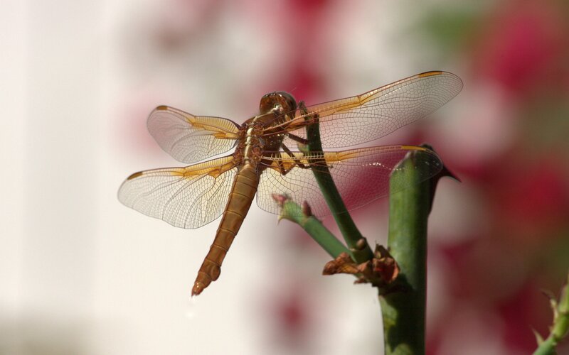 Brown Dragonfly on Stem
