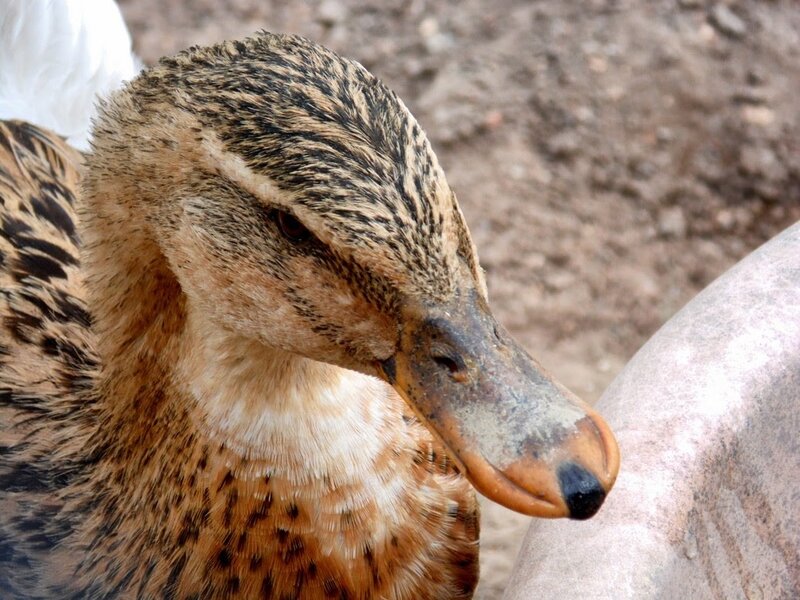 Brown Duck Head