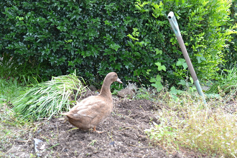 Brown Duck in Garden
