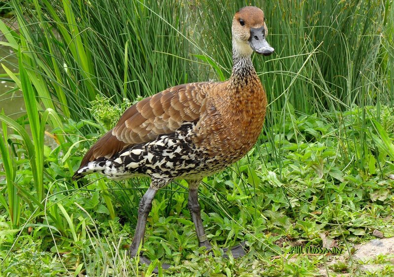 Brown Duck in Grass