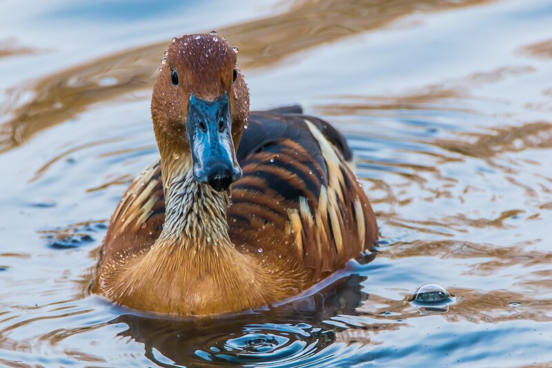 Brown Duck in Water — Calm, Photograph