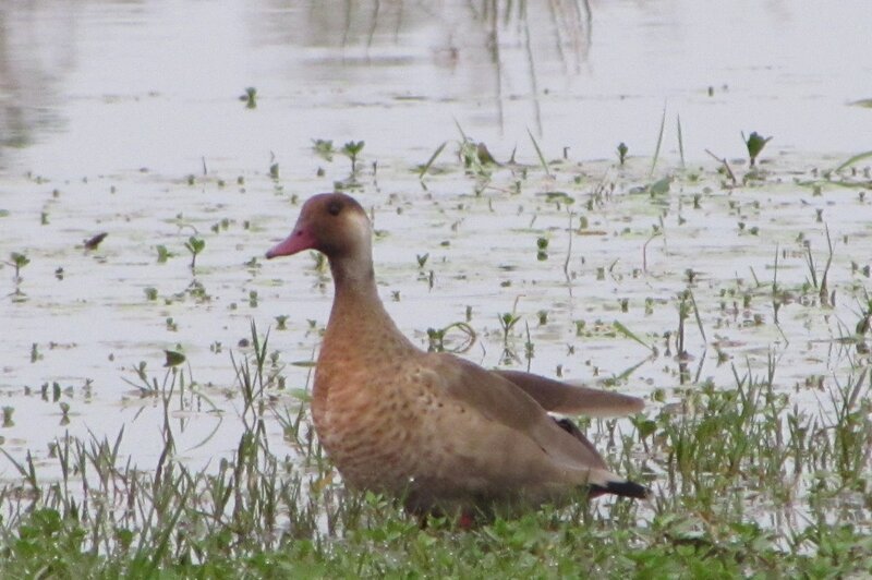 Brown Duck in Water — Calm