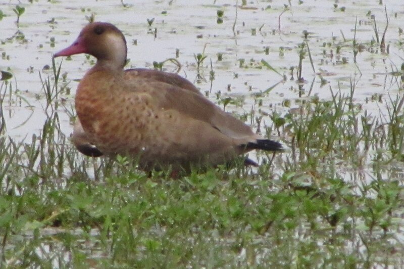 Brown Duck in Water