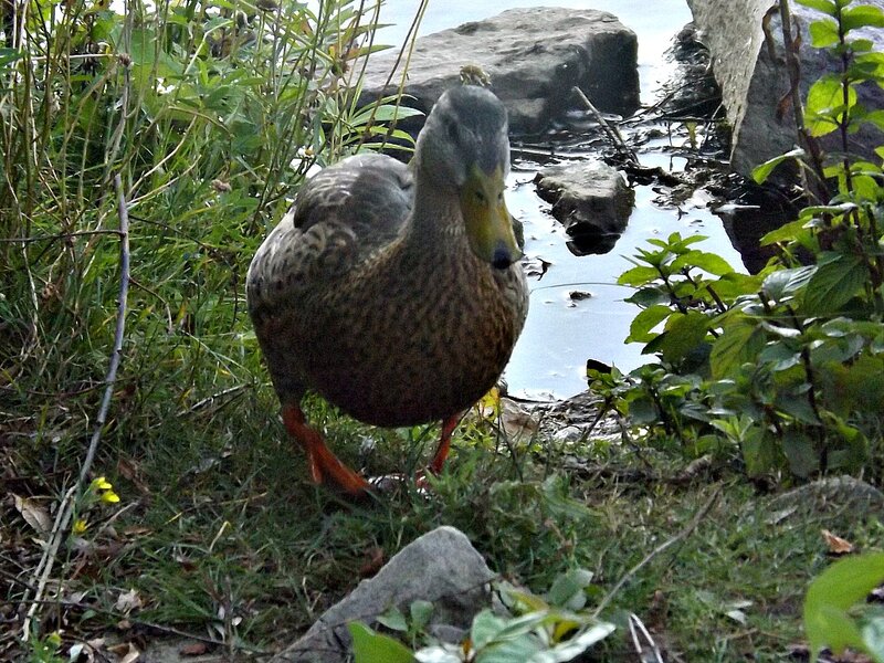 Brown Duck Near Water — Green