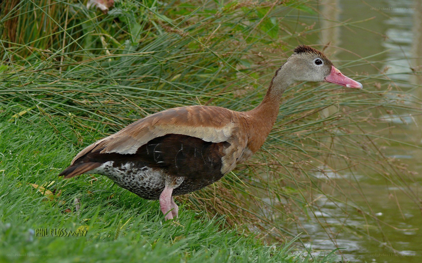 brown duck near water