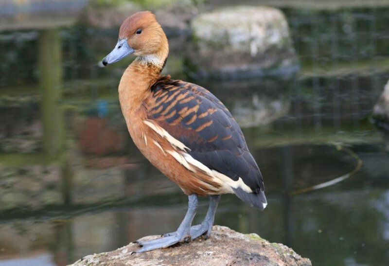 brown duck on a rock