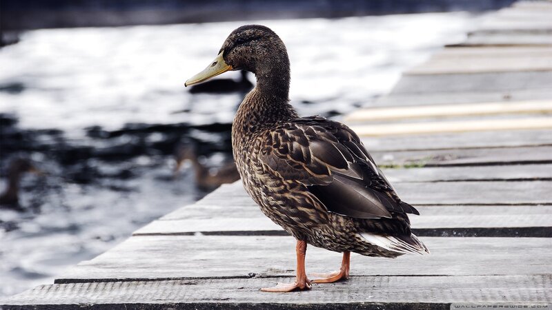 Brown Duck on Dock