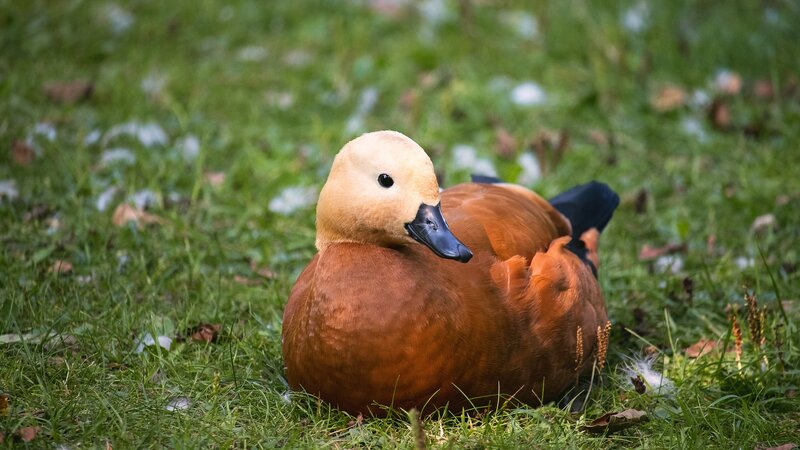 Brown Duck on Grass — Calm