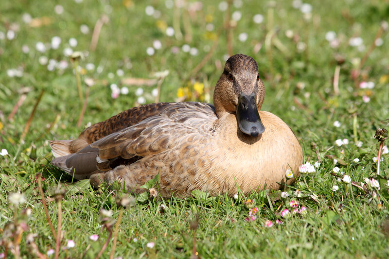 Brown Duck on Grass