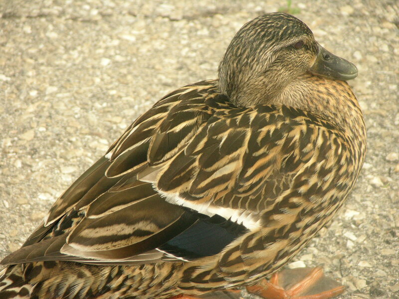 brown duck on gravel