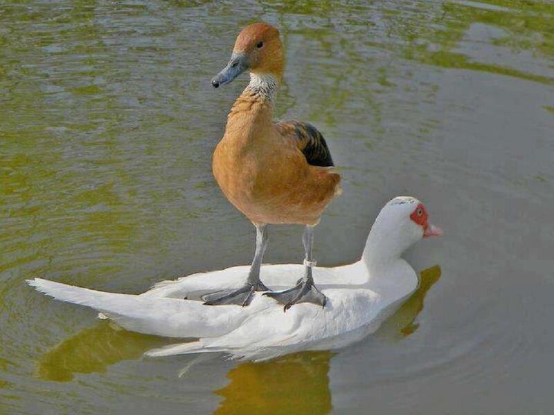 Brown Duck on White Duck — Calm, Afternoon