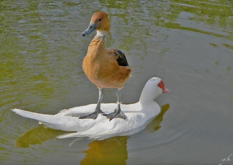 Brown Duck on White Duck — Calm
