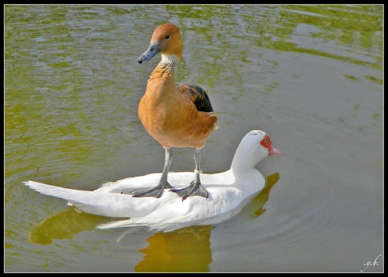 Brown Duck on White Duck