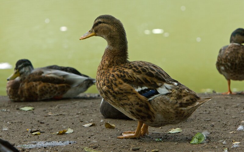 Brown Duck Standing — Calm