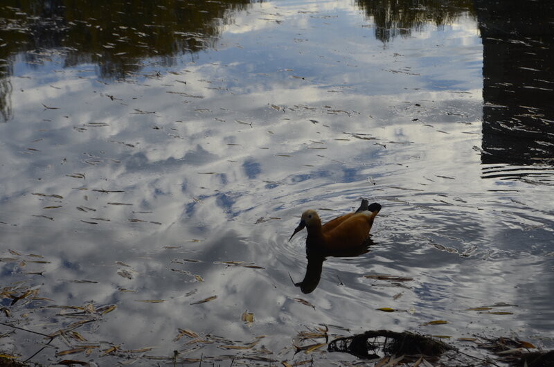 Brown Duck Swimming — Blue