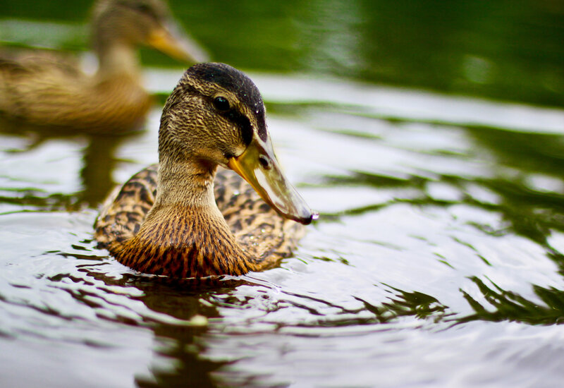 Brown Duck Swimming — Calm