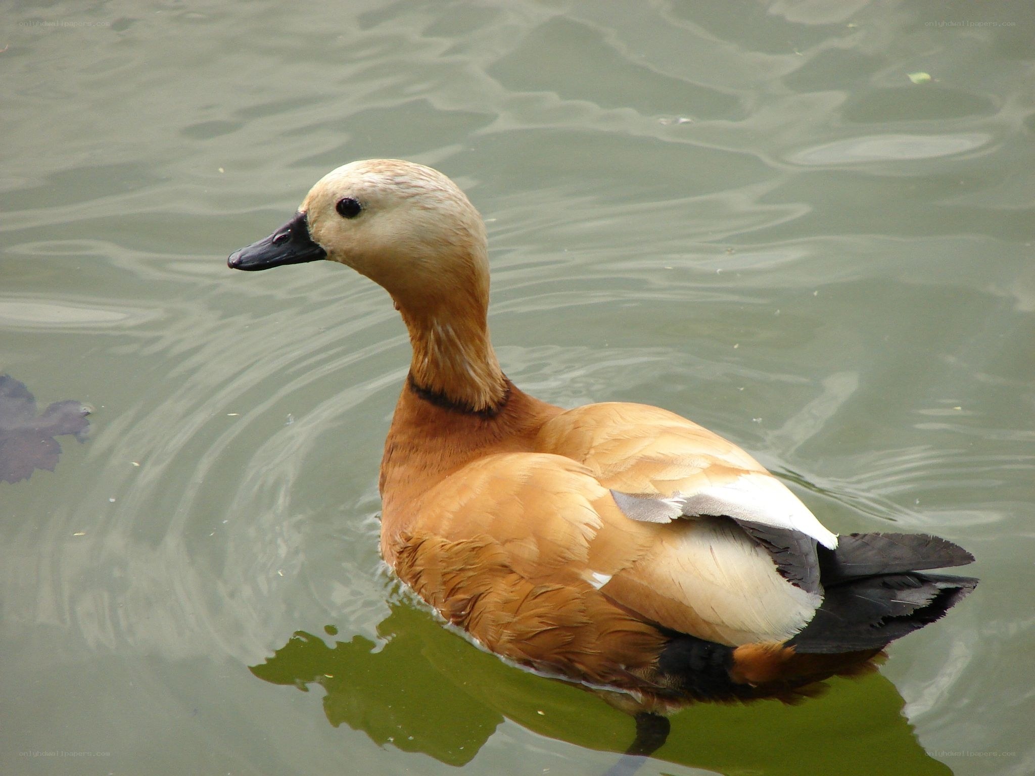 brown duck swimming in water