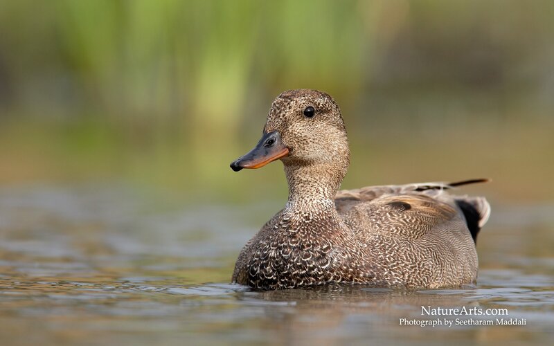 Brown Duck Swimming — Serene, Afternoon