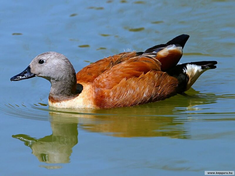 Brown Duck Swimming — Serene