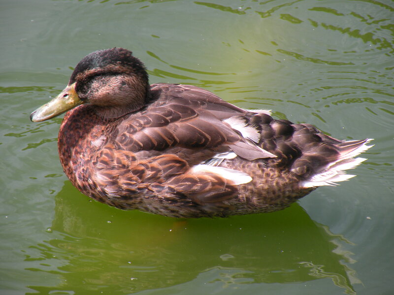 Brown Duck Swimming