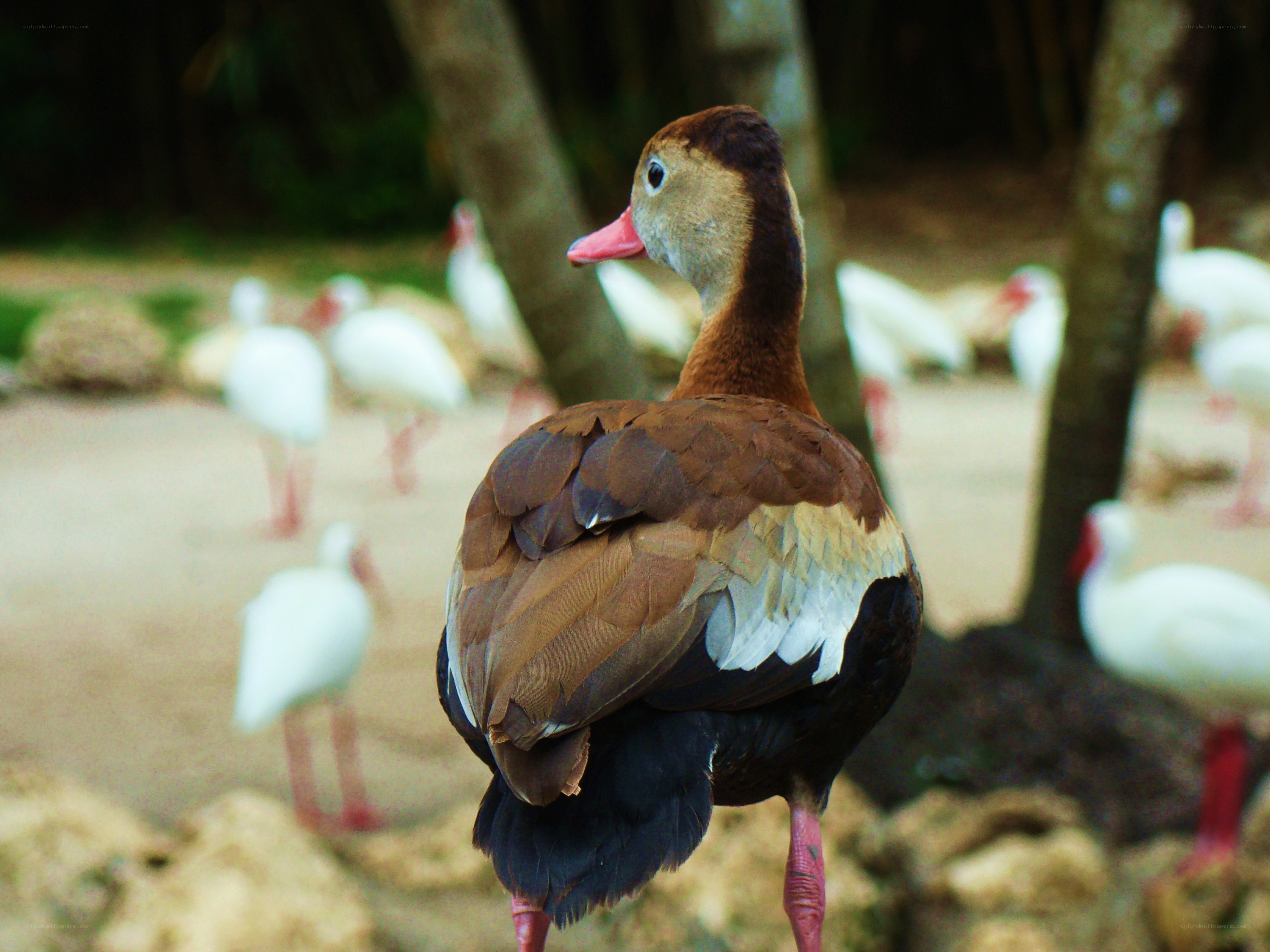 Brown duck with white birds