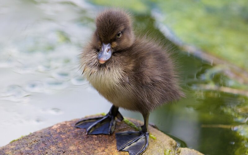 Brown Duckling on Rock