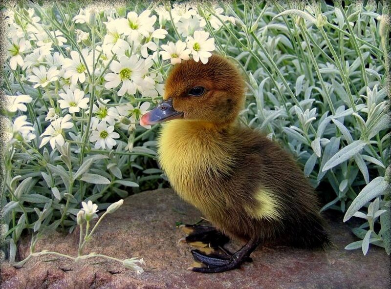 Brown Duckling
