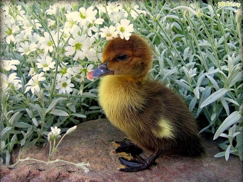 Brown Duckling — Yellow