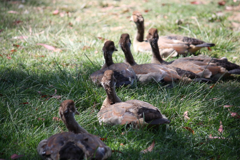Brown Ducks on Grass