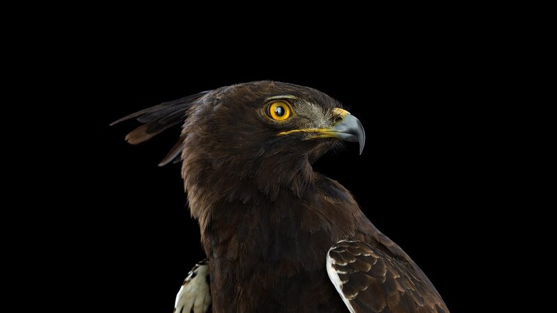 Brown Eagle Head — Intense, Photograph, Black Background