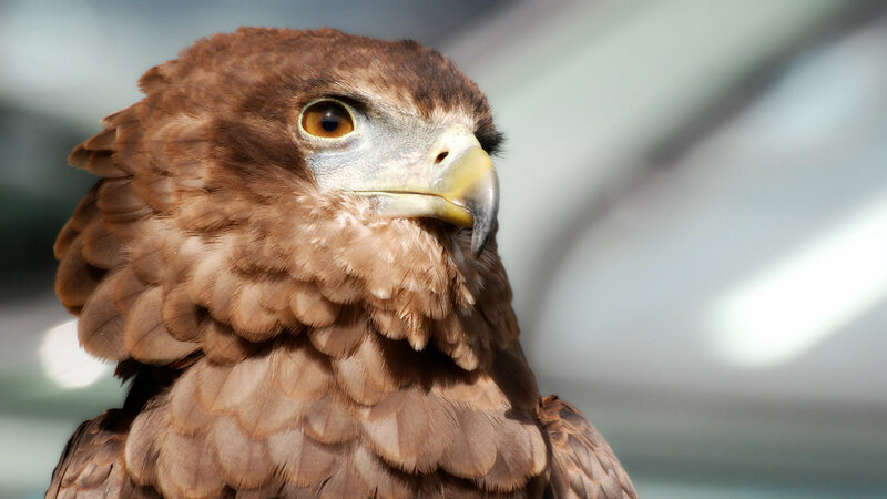 Brown Eagle Head — Intense, Photograph, Eye