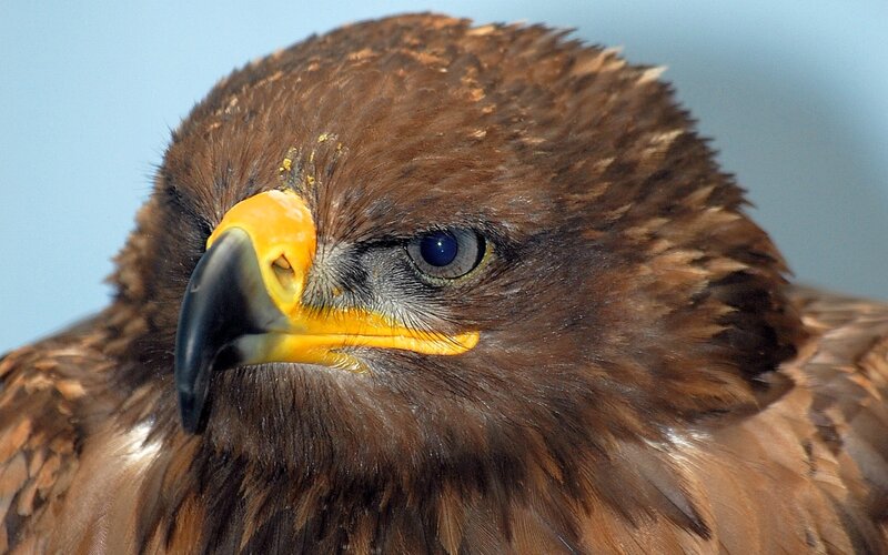 Brown Eagle Head — Intense, Photograph