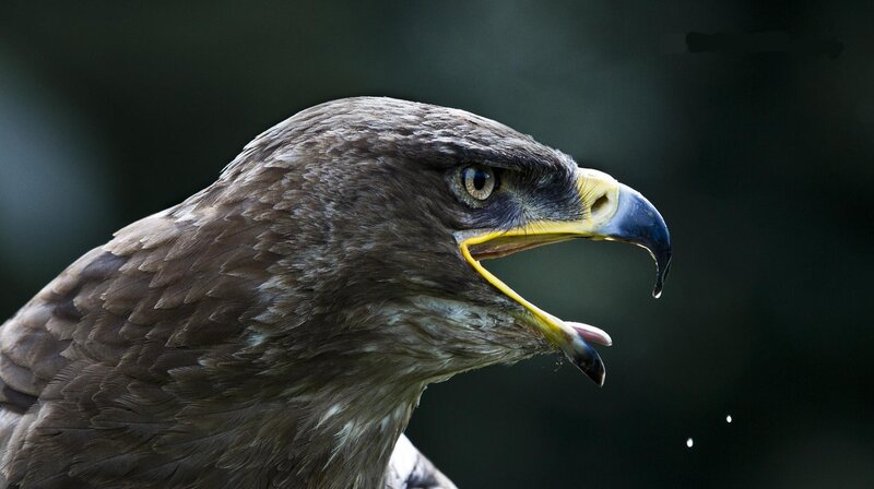 Brown Eagle Head — Intense