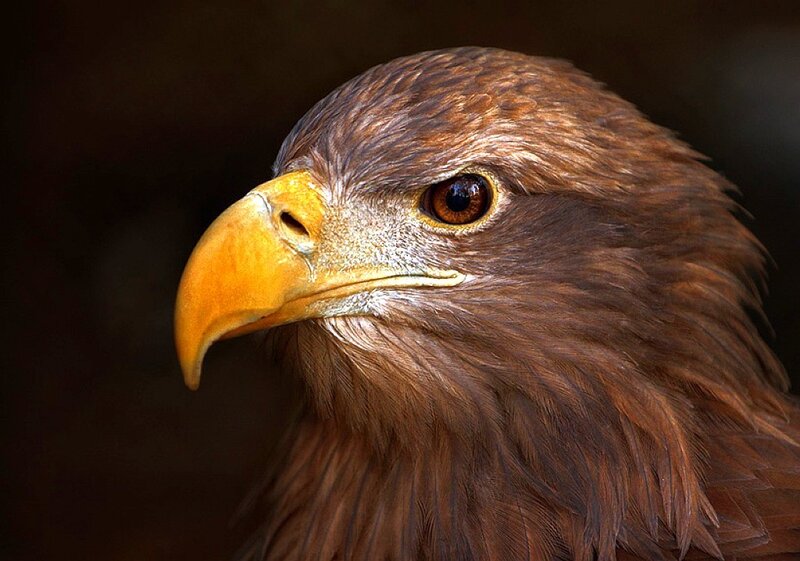 Brown Eagle Head