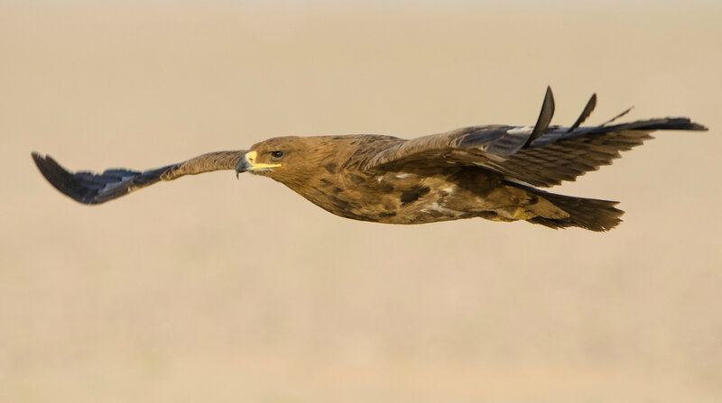 Brown Eagle in Flight