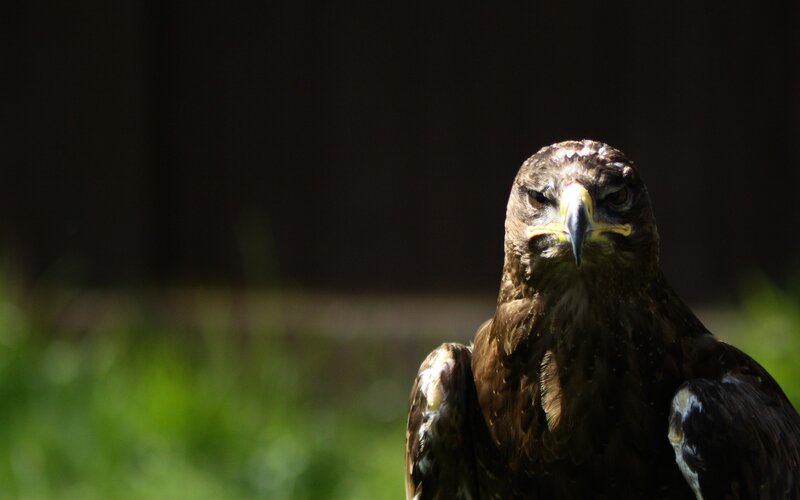 Brown Eagle in Sunlight
