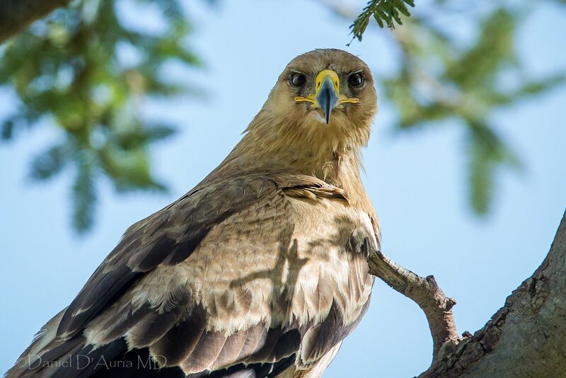 Brown Eagle on Branch — Alert