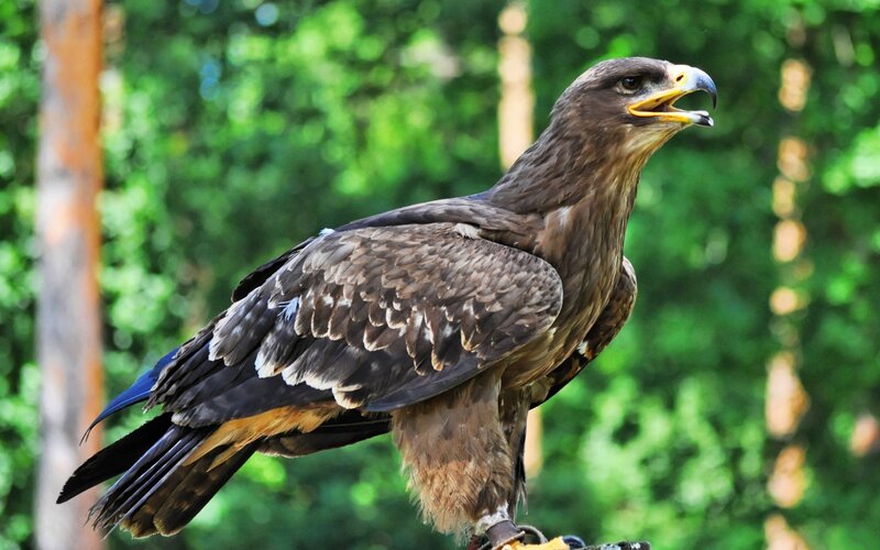 Brown Eagle Perched
