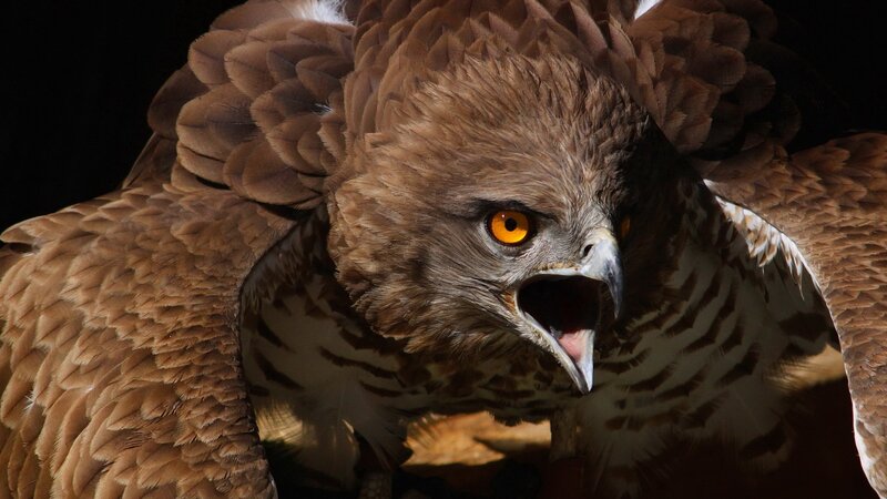 Brown Eagle with Open Beak — Intense