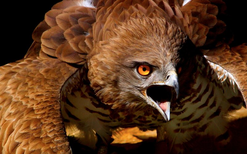 Brown Eagle with Open Beak