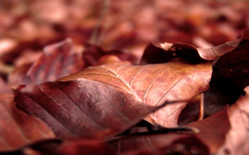 Brown Fallen Leaves — Calm
