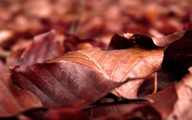 Brown Fallen Leaves