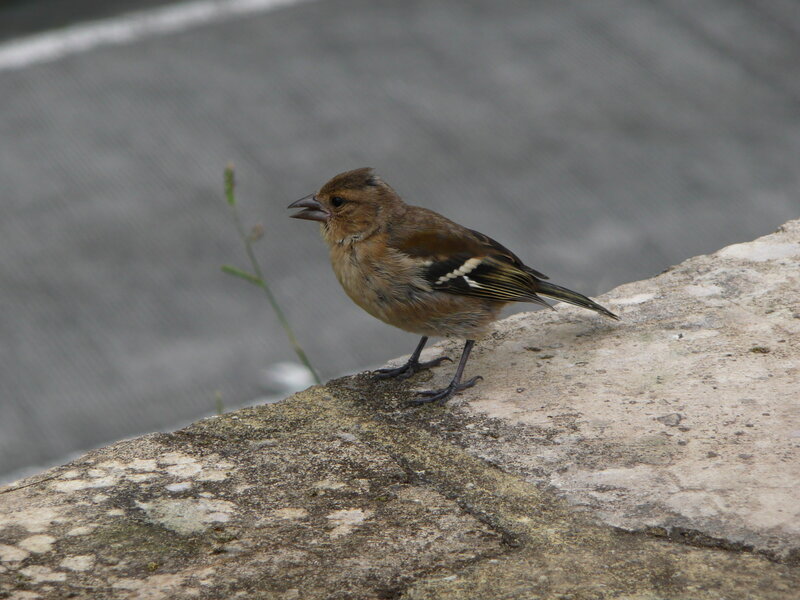 Brown Finch on Rock