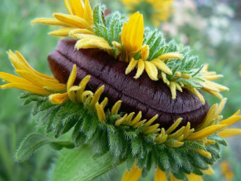 Brown Flower Head
