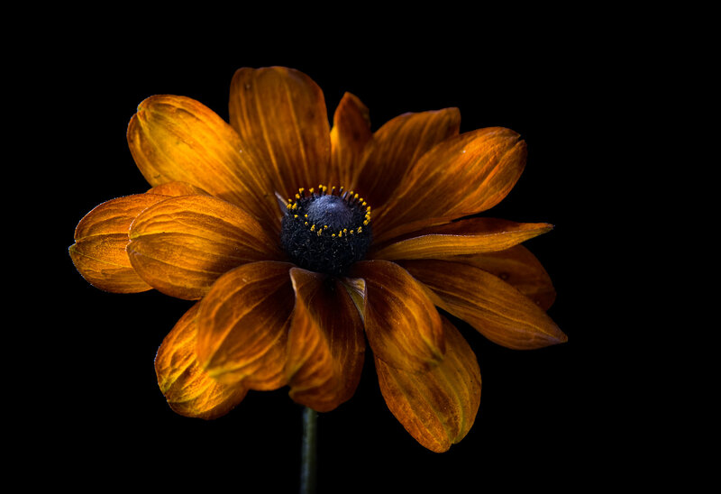 Brown Flower on Black
