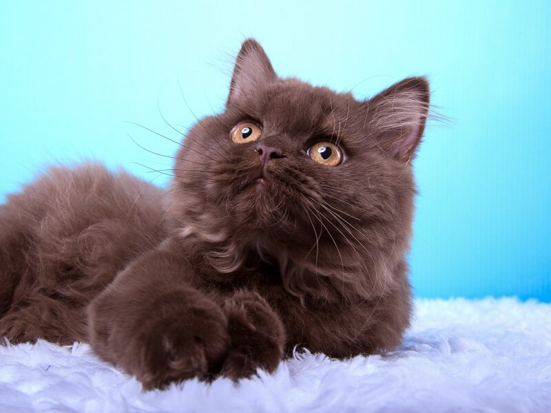 Brown Fluffy Cat — Calm