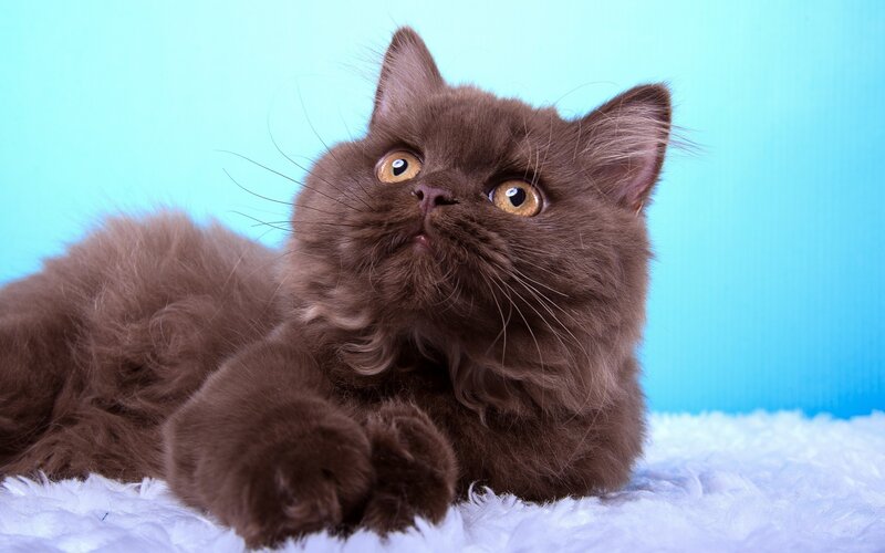 Brown Fluffy Cat